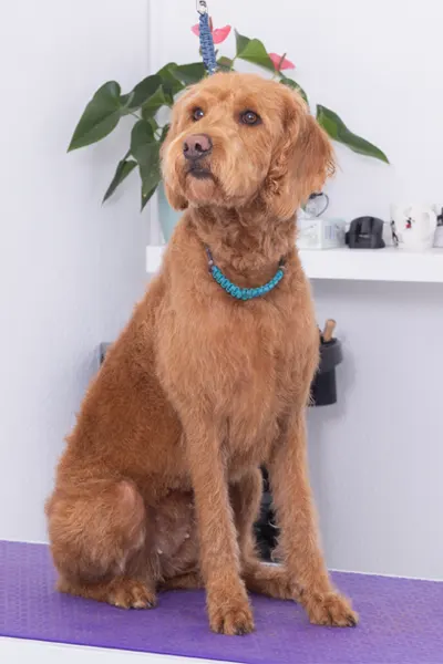 Hund nach Behandlung