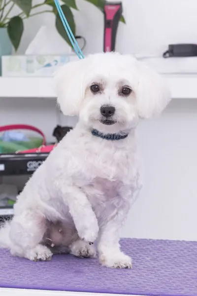 Hund nach Behandlung
