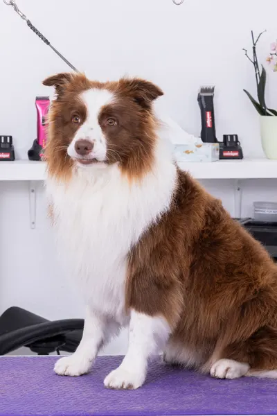 Hund nach Behandlung