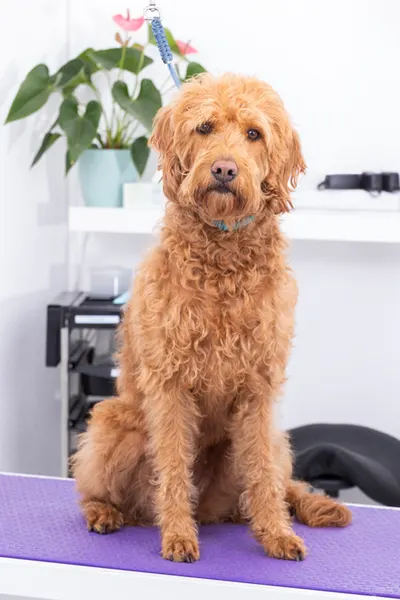 Hund vor Behandlung