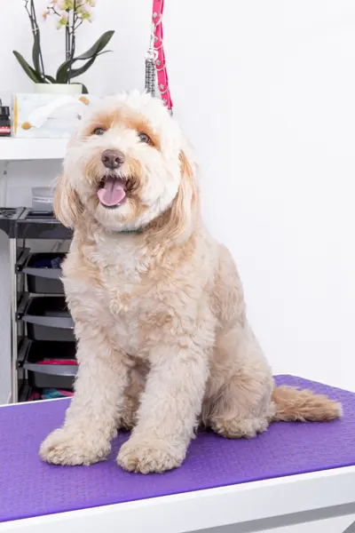 Hund vor Behandlung