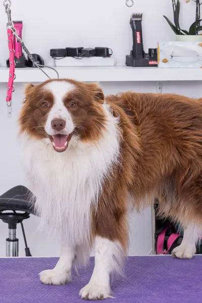 Hund vor Behandlung